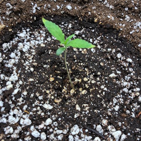 Adrian growlog timeline photo