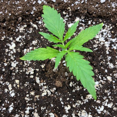 Adrian growlog timeline photo
