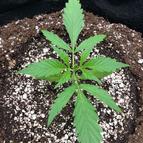 Adrian growlog timeline photo