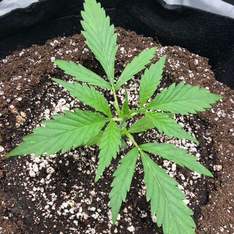 Adrian growlog timeline photo