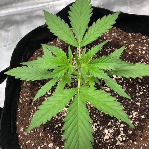 Adrian growlog timeline photo