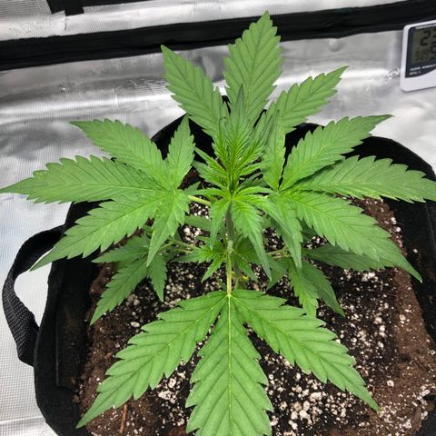 Adrian growlog timeline photo