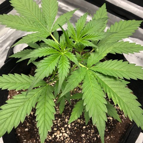 Adrian growlog timeline photo