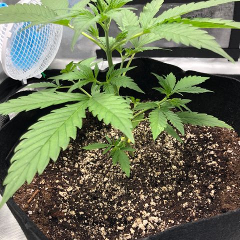 Adrian growlog timeline photo
