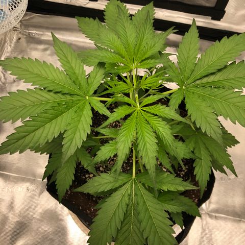 Adrian growlog timeline photo