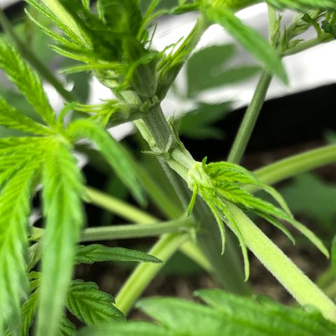 Adrian growlog timeline photo
