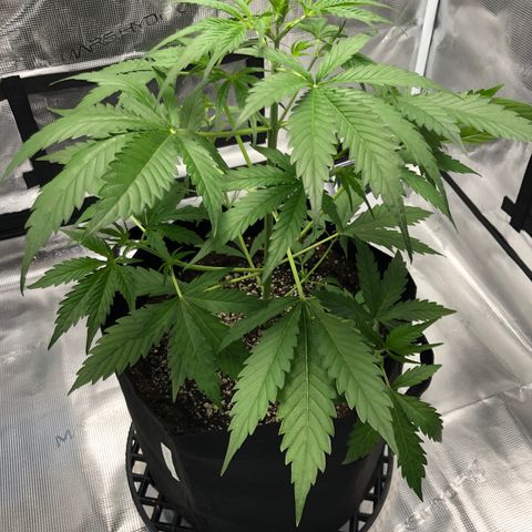 Adrian growlog timeline photo