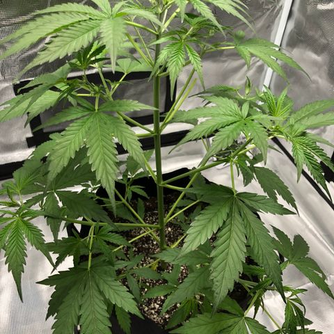 Adrian growlog timeline photo