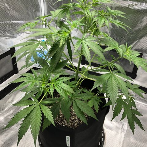 Adrian growlog timeline photo