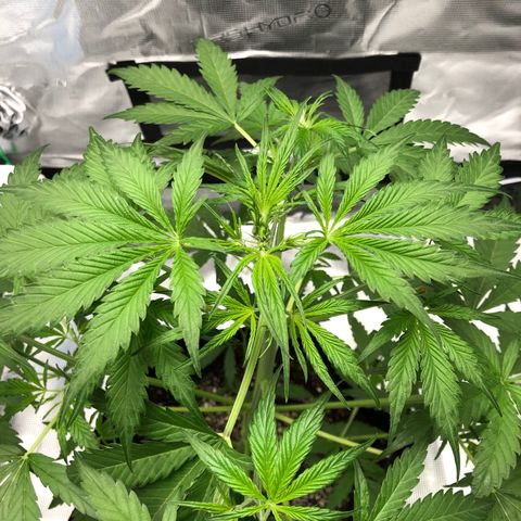 Adrian growlog timeline photo