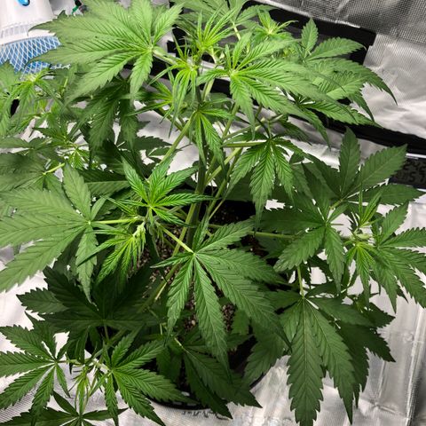 Adrian growlog timeline photo