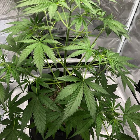 Adrian growlog timeline photo
