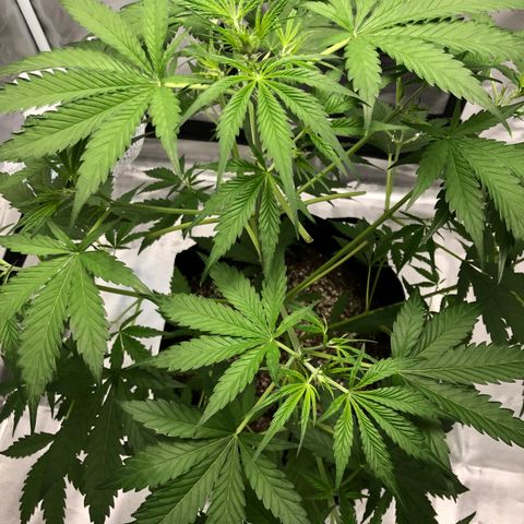 Adrian growlog timeline photo