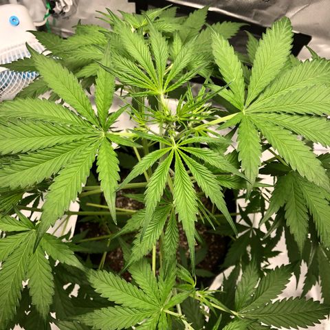 Adrian growlog timeline photo