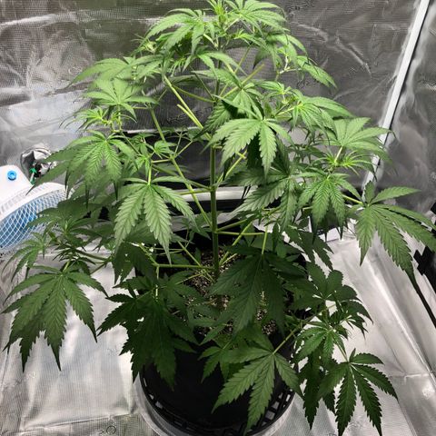 Adrian growlog timeline photo