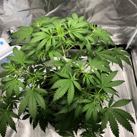 Adrian growlog timeline photo