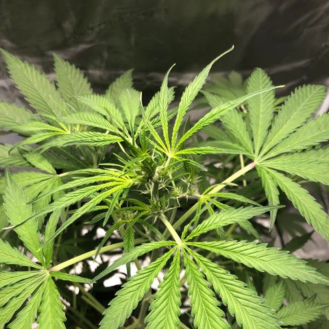 Adrian growlog timeline photo