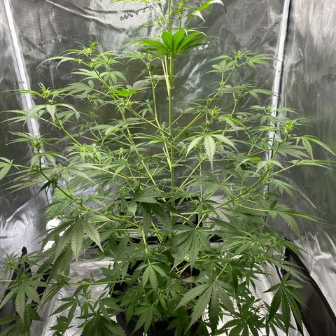 Adrian growlog timeline photo