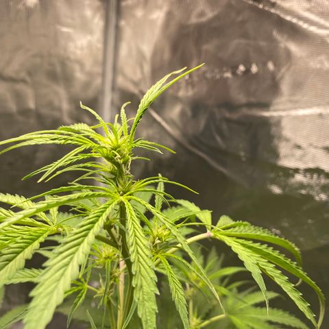 Adrian growlog timeline photo