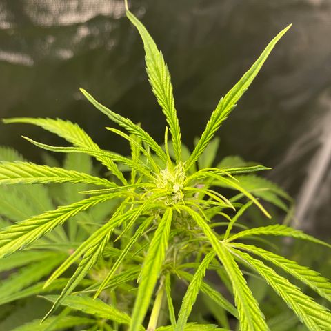 Adrian growlog timeline photo