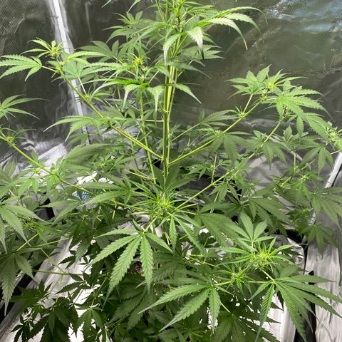 Adrian growlog timeline photo