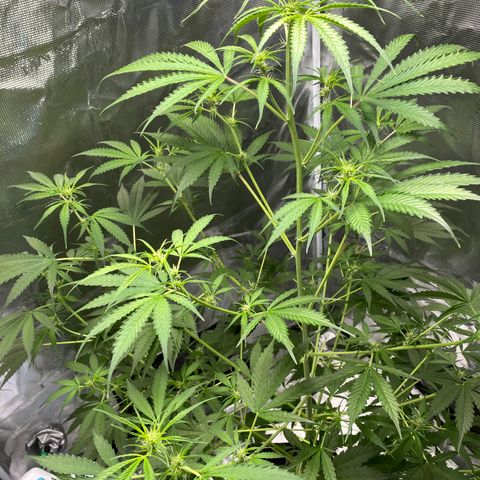 Adrian growlog timeline photo
