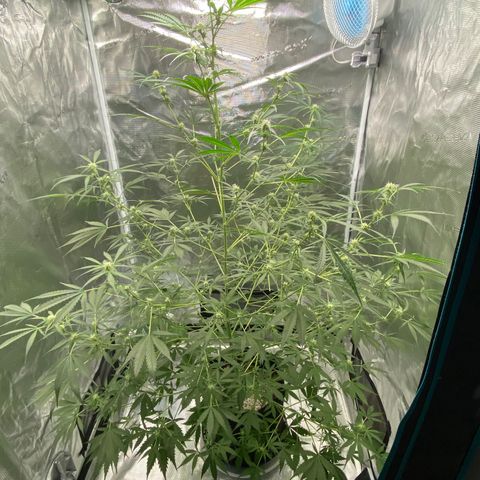 Adrian growlog timeline photo