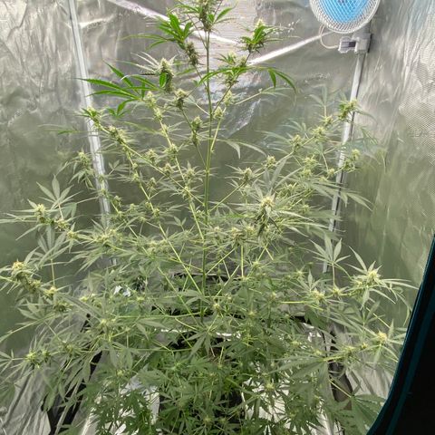 Adrian growlog timeline photo