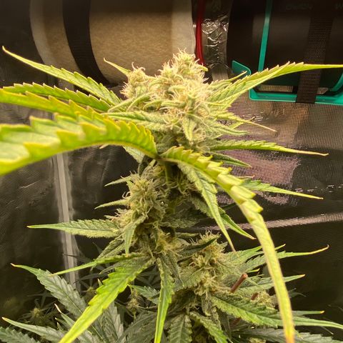 Adrian growlog timeline photo