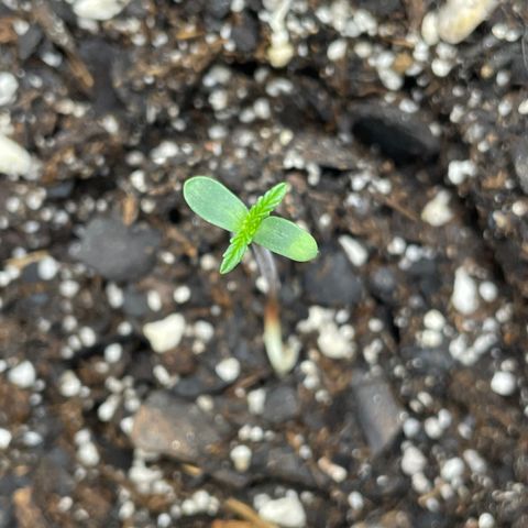 Pink Panama growlog timeline photo