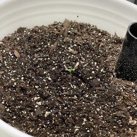 Pink Panama growlog timeline photo