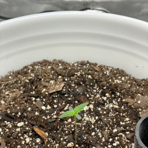 Pink Panama growlog timeline photo