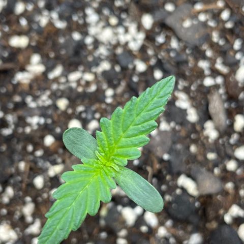 Pink Panama growlog timeline photo