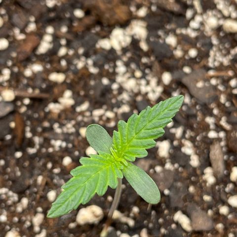 Pink Panama growlog timeline photo