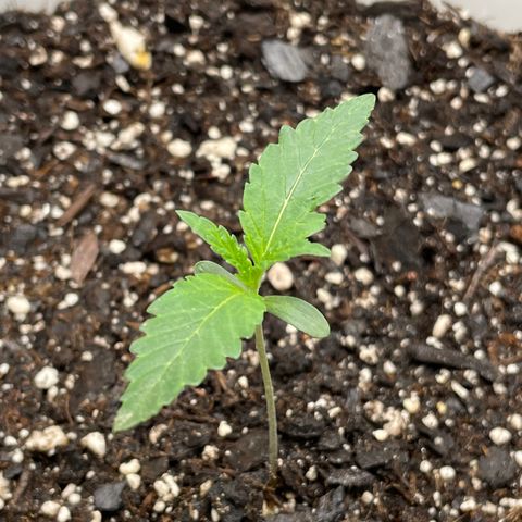 Pink Panama growlog timeline photo