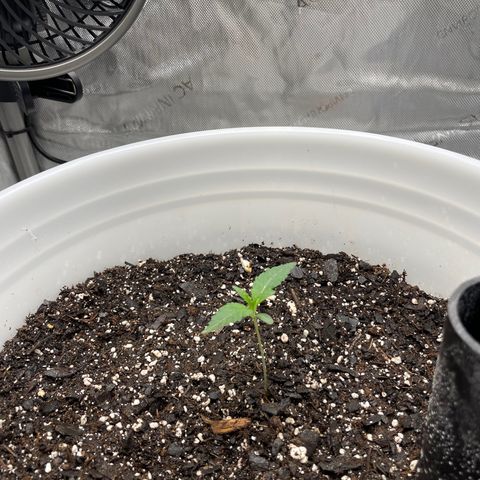 Pink Panama growlog timeline photo