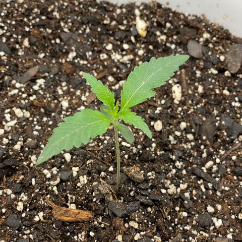 Pink Panama growlog timeline photo