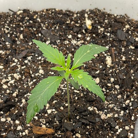 Pink Panama growlog timeline photo