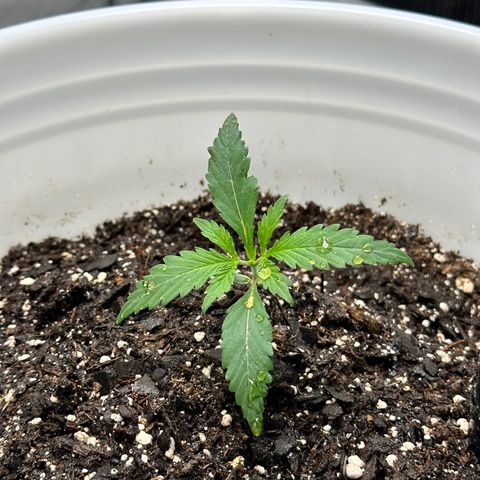 Pink Panama growlog timeline photo