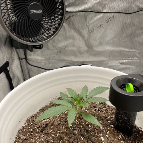 Pink Panama growlog timeline photo