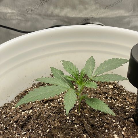 Pink Panama growlog timeline photo