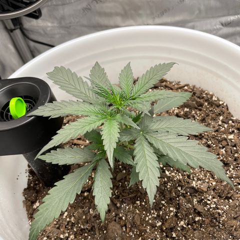 Pink Panama growlog timeline photo