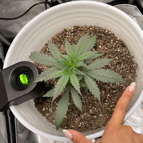 Pink Panama growlog timeline photo