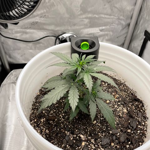Pink Panama growlog timeline photo