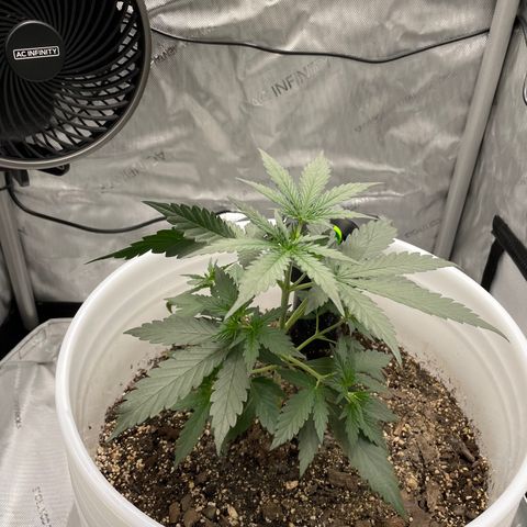 Pink Panama growlog timeline photo