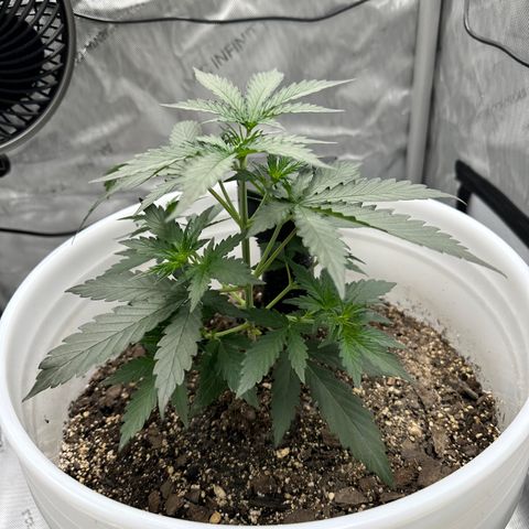 Pink Panama growlog timeline photo