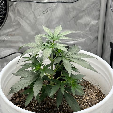 Pink Panama growlog timeline photo