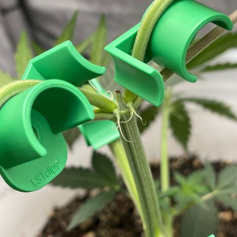Pink Panama growlog timeline photo