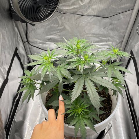 Pink Panama growlog timeline photo