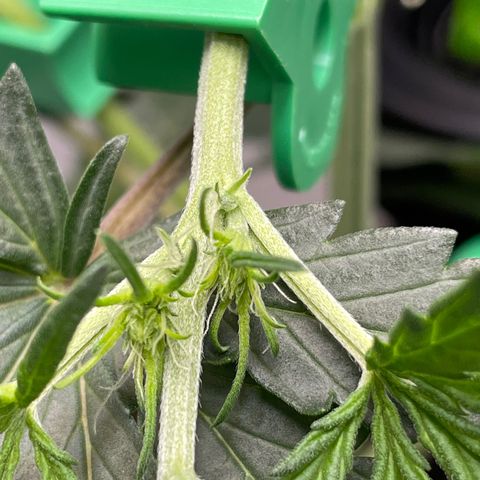 Pink Panama growlog timeline photo